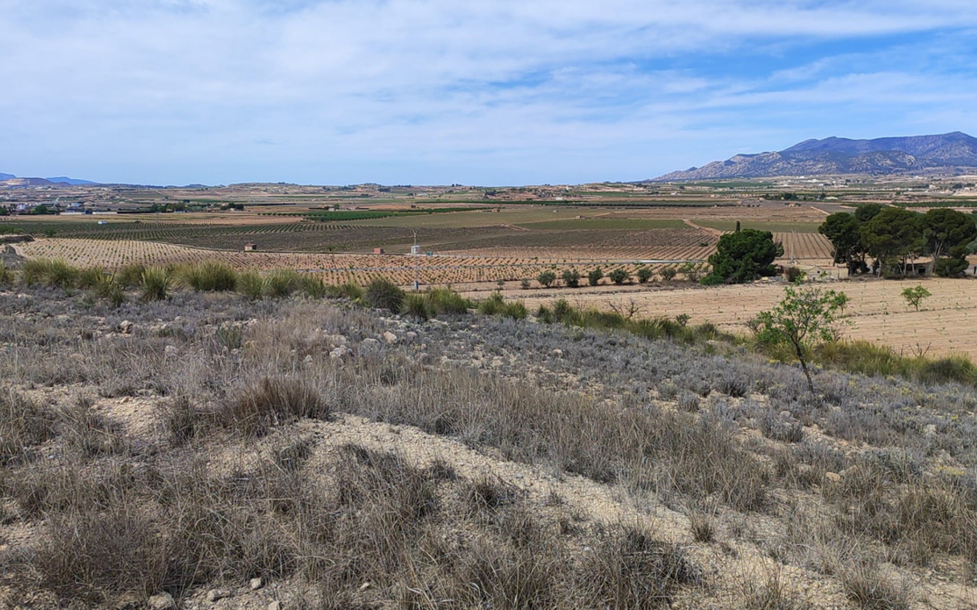A Vendre - Terre - Pinoso - Pinoso Centro
