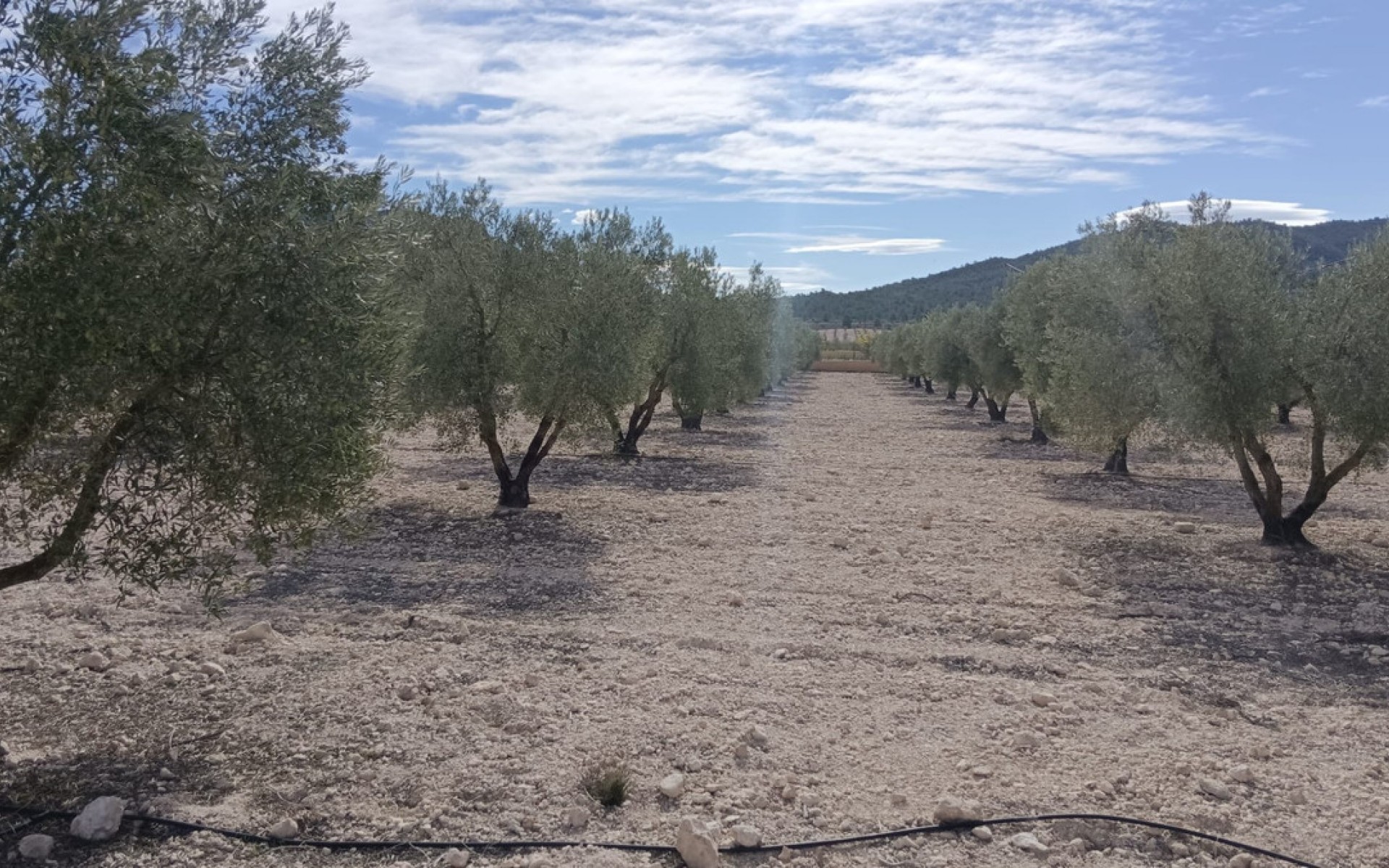 A Vendre - Terre - Salinas - Salinas Centro