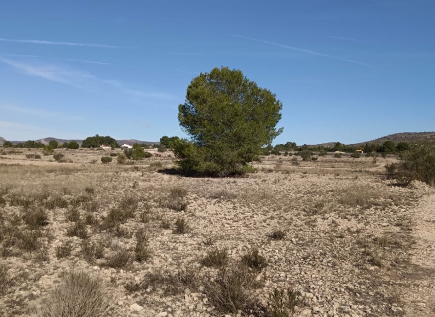 A Vendre - Terre - Salinas - Salinas Centro
