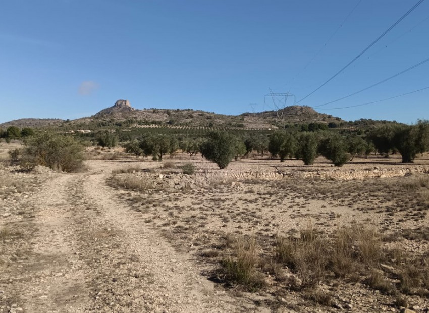 A Vendre - Terre - Salinas - Salinas Centro