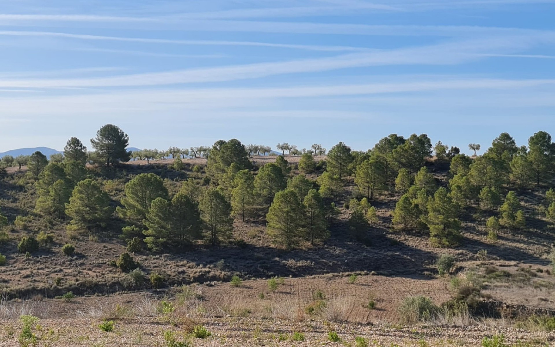 A Vendre - Terre - Yecla - Raspay