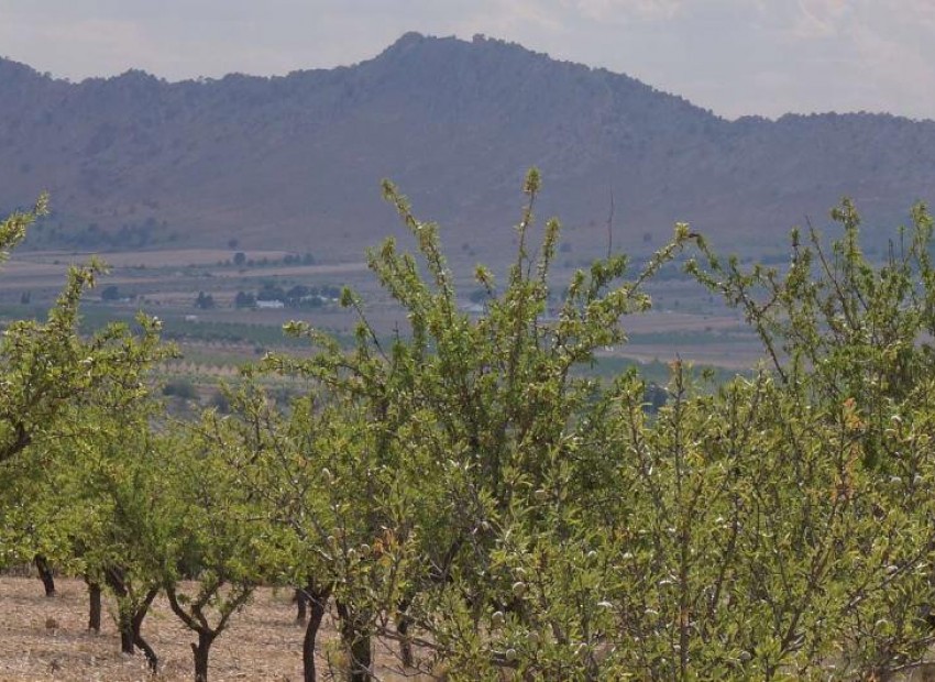 A Vendre - Terre - Yecla - Yecla Centro