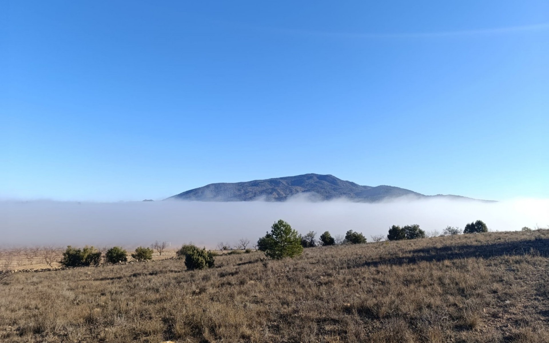 A Vendre - Terre - Yecla - Yecla Centro