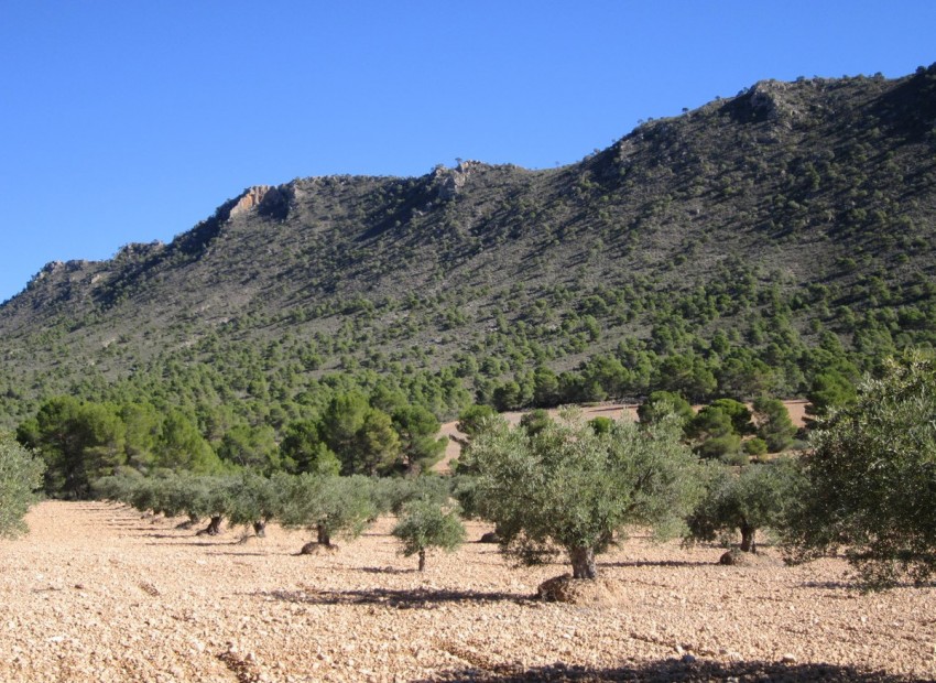 A Vendre - Terre - Yecla - Yecla Centro