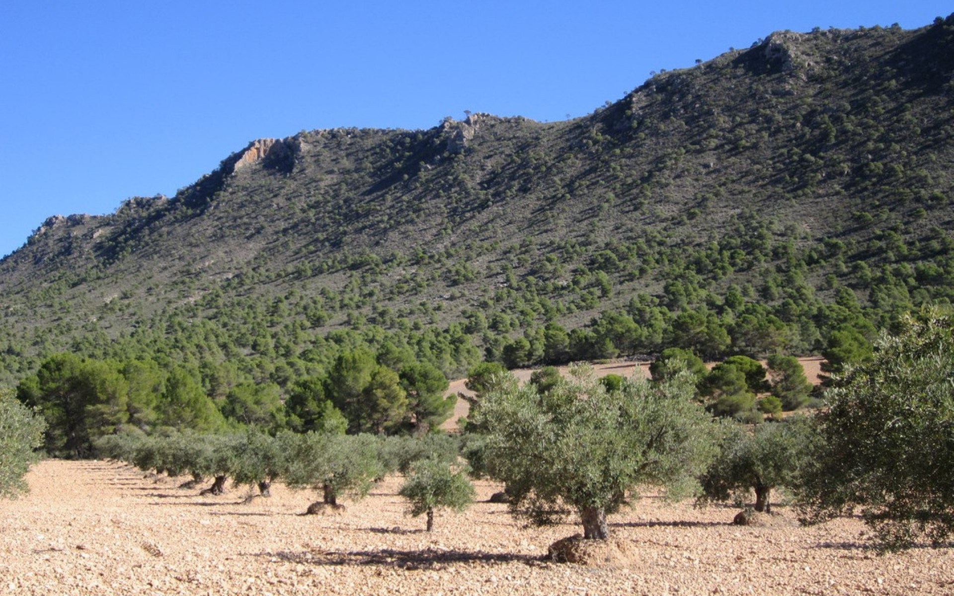 A Vendre - Terre - Yecla - Yecla Centro