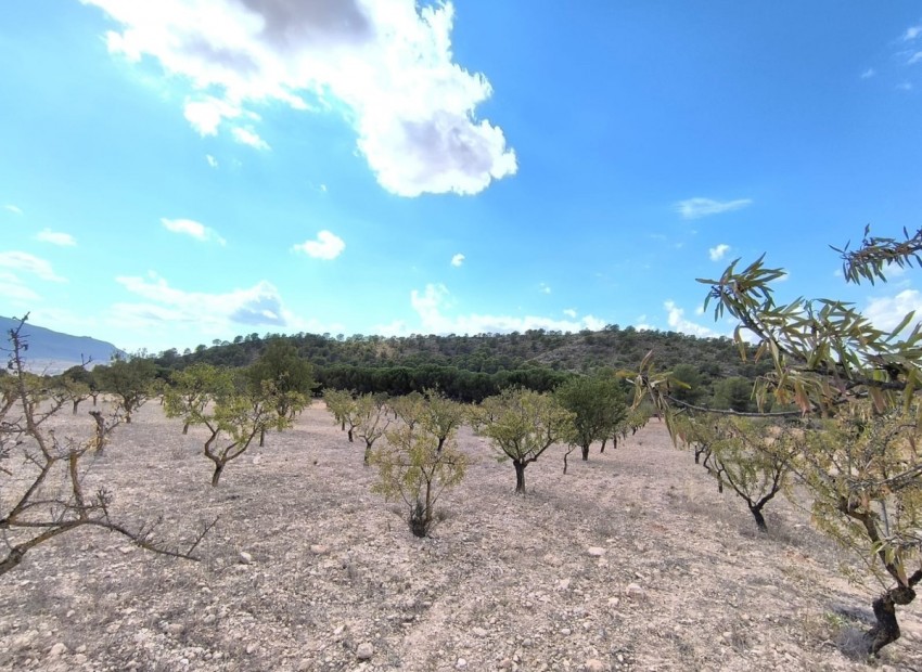 A Vendre - Terre - Yecla - Yecla Centro