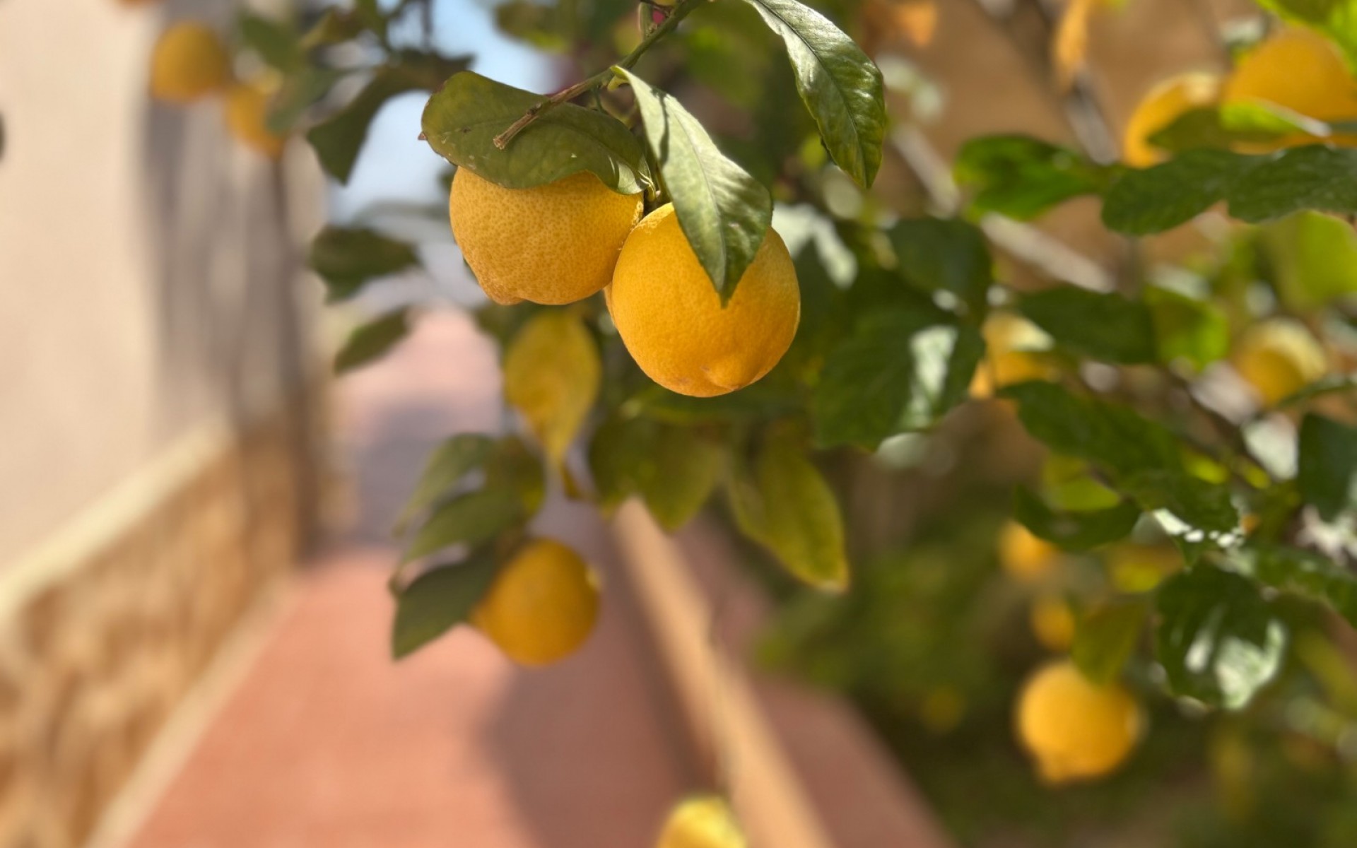 A Vendre - Villa - Algorfa - Lomas de Juliana