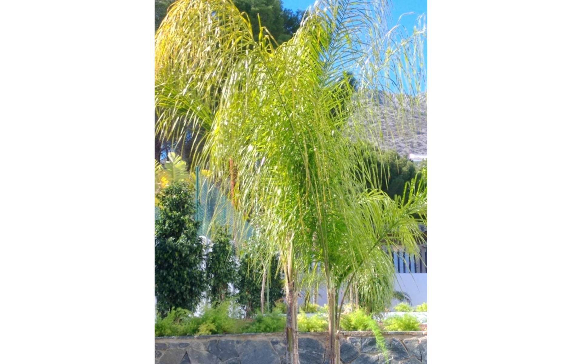 A Vendre - Villa - Altea - Altea la Vieja - Altea la Vella