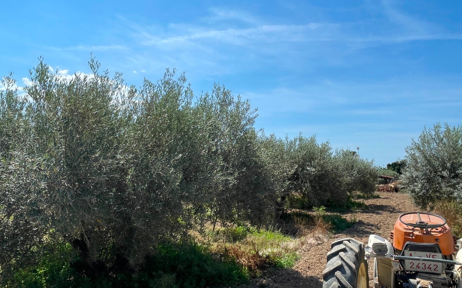 A Vendre - Villa - Crevillente - Crevillent - Crevillente - Crevillent Centro