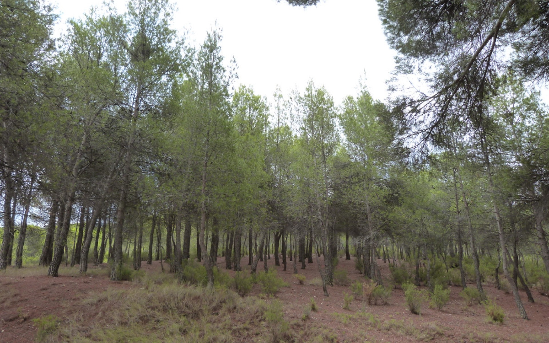 A Vendre - Villa - Ibi - Ibi Centro