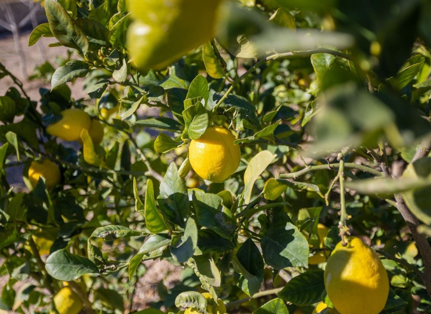 A Vendre - Villa - Murcia - Corvera