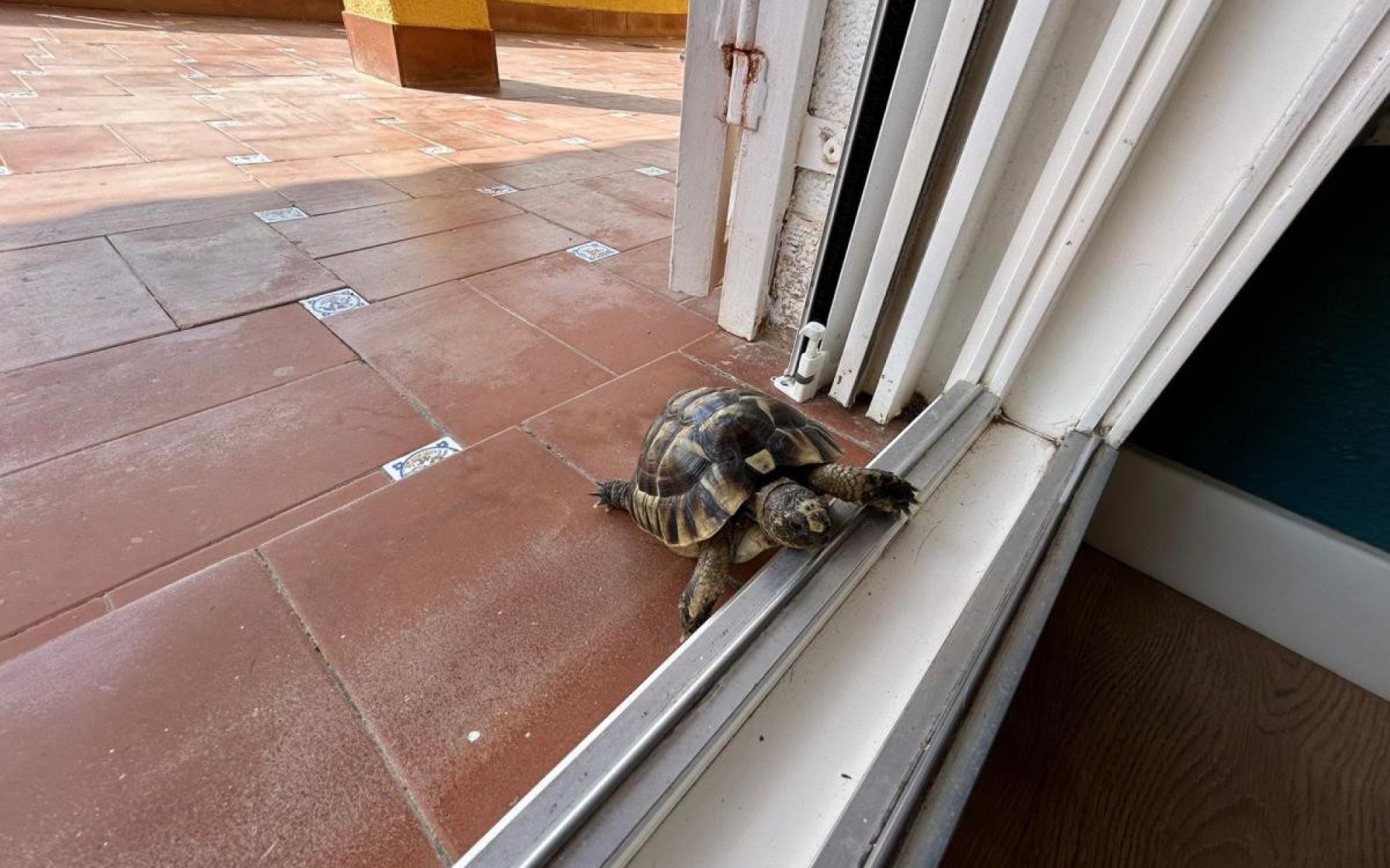 A Vendre - Villa - San Miguel De Salinas - San Miguel de Salinas Centro