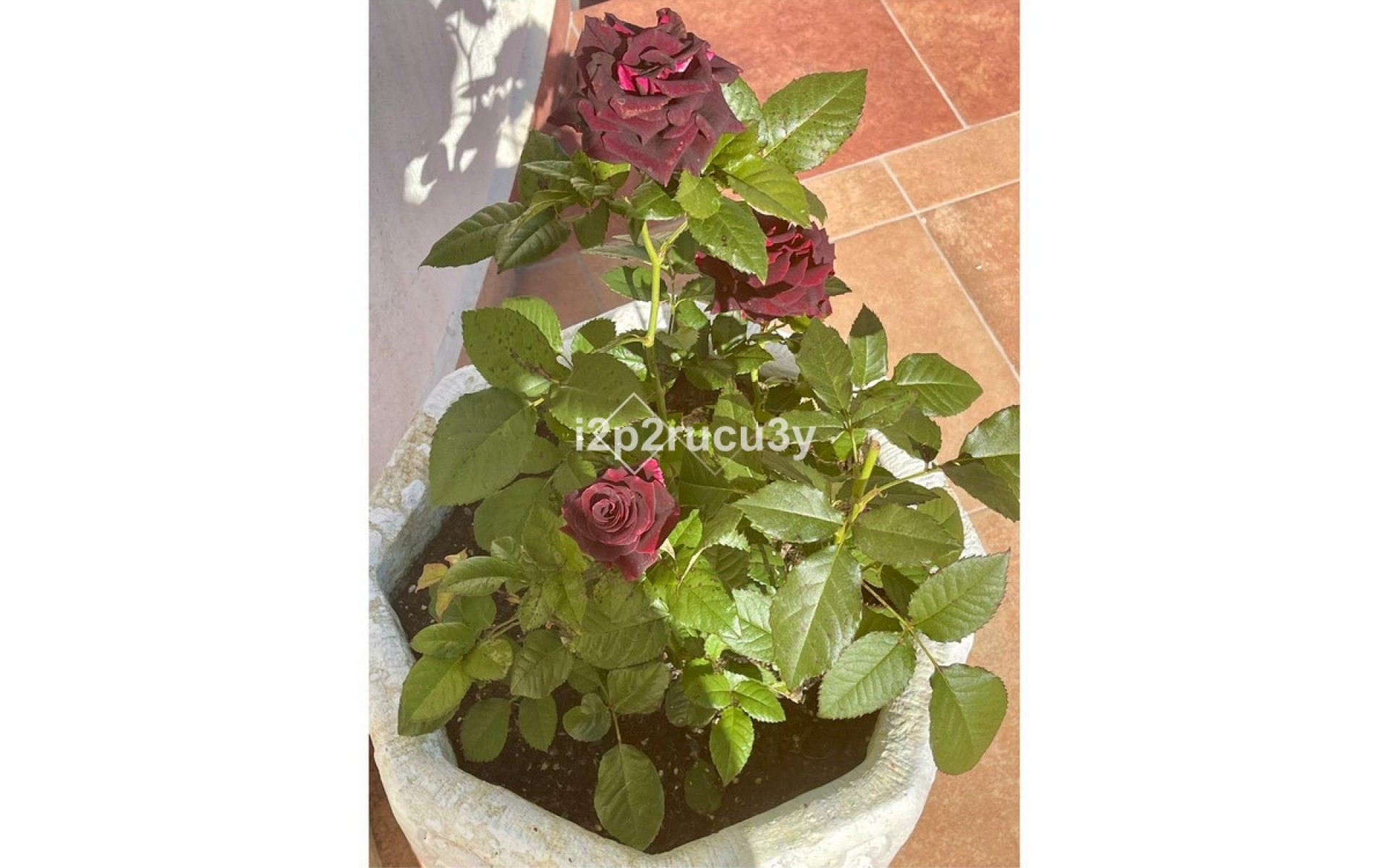 A Vendre - Villa - Teulada - Moraira