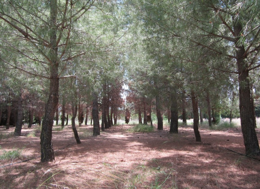 A Vendre - Villa - Yecla - Yecla Centro