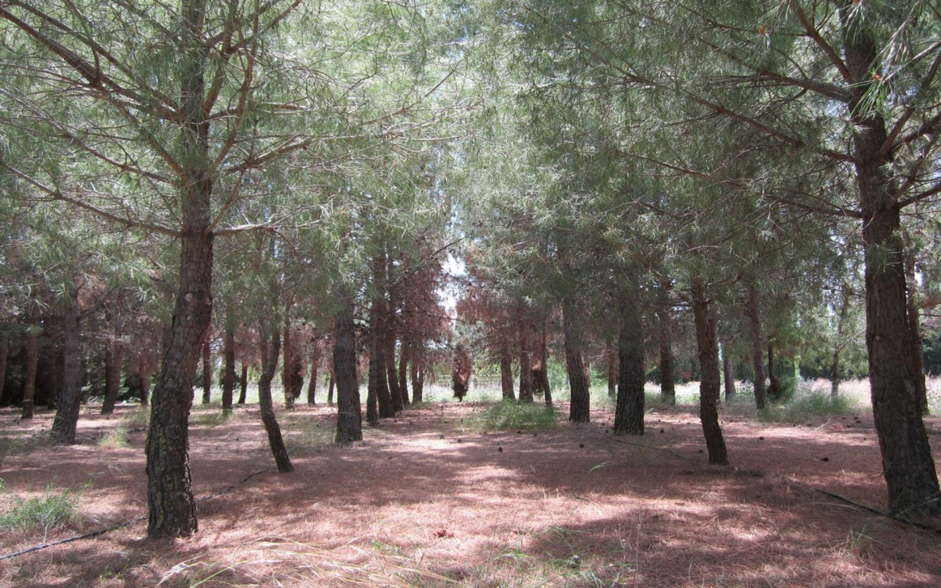 A Vendre - Villa - Yecla - Yecla Centro