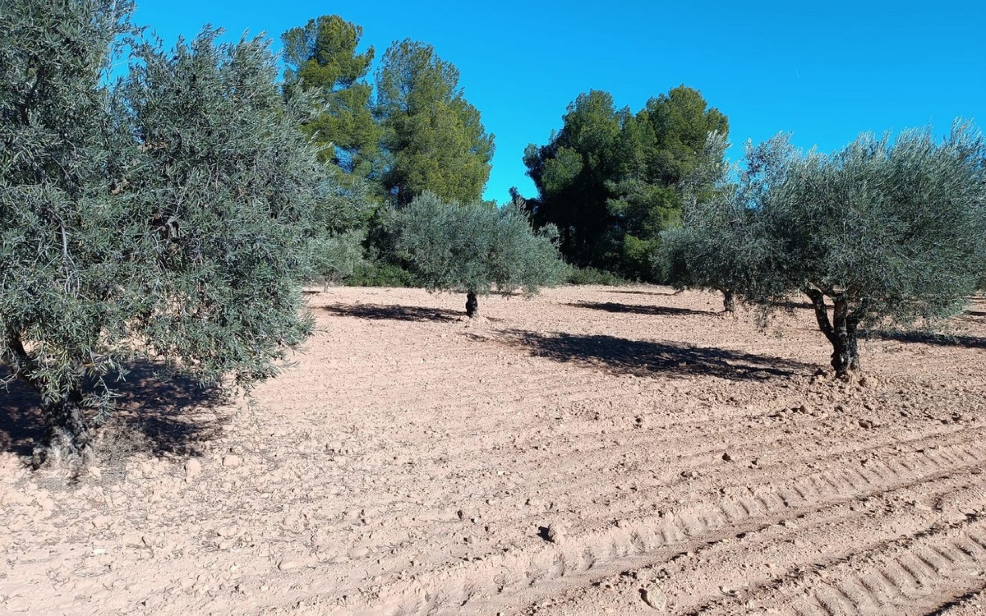  - Hus på landet -  - Yecla Centro