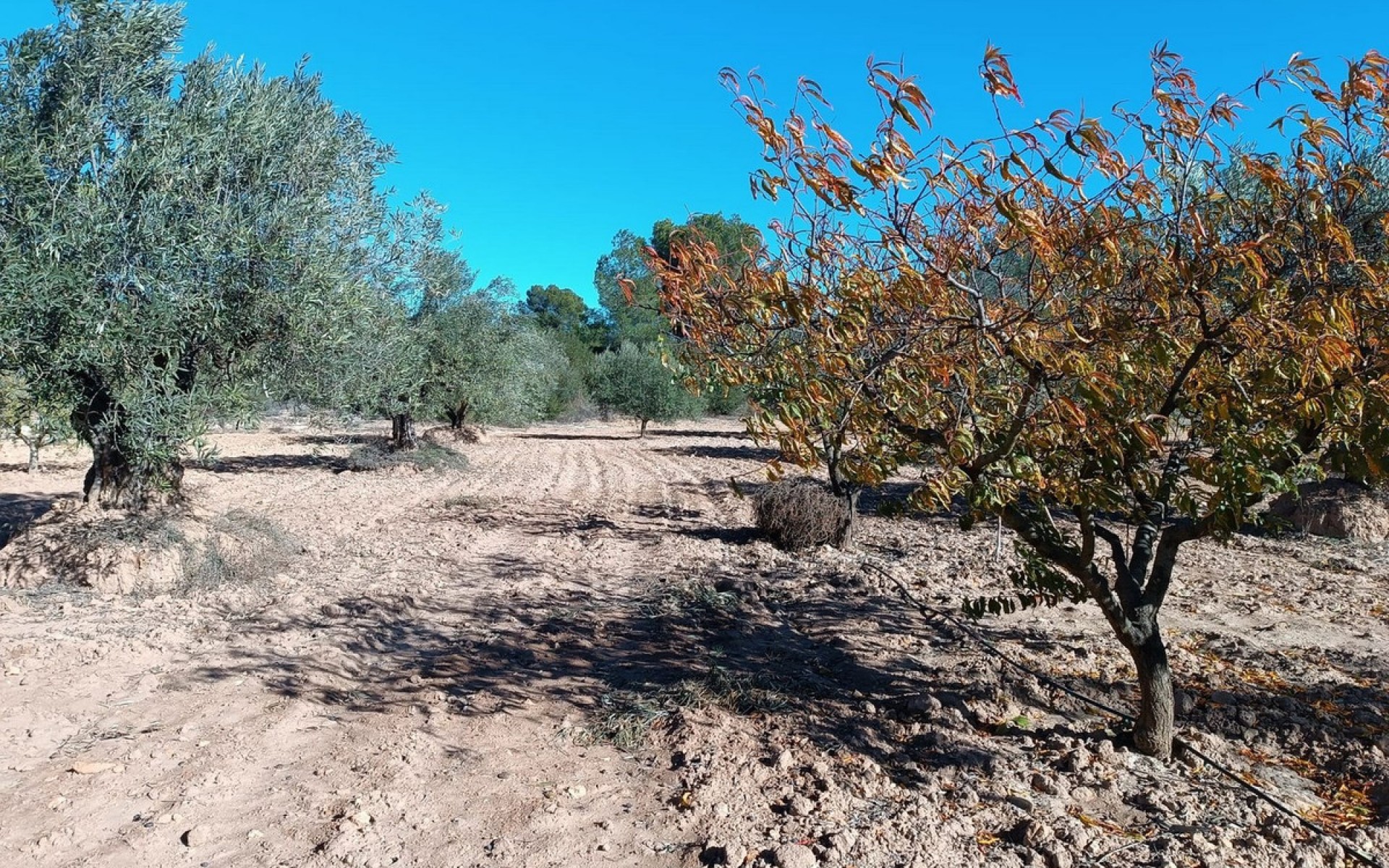  - Hus på landet -  - Yecla Centro