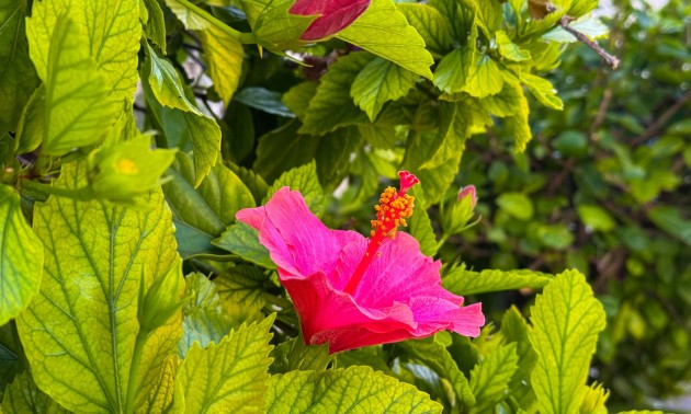 Lägenhet -  -  - Torrevieja Centro