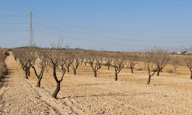 Land - Resale - Jumilla - Jumilla Centro