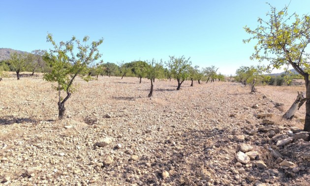 Land - Resale - Monóvar - Monòver - Monóvar - Monòver Centro