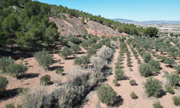 Land - Resale - Pinoso - Pinoso Centro