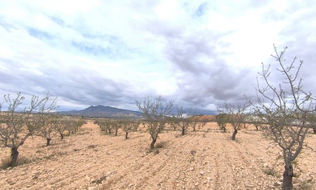 Land - Resale - Pinoso - Pinoso Centro