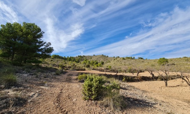 Land - Resale - Yecla - Raspay