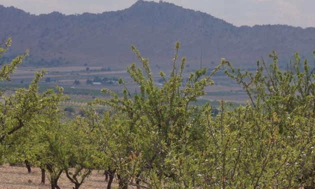 Land - Resale - Yecla - Yecla Centro