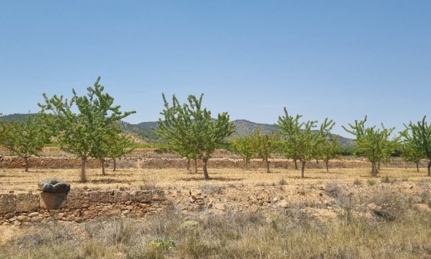 Land - Resale - Yecla - Yecla Centro