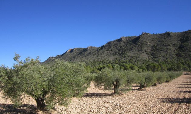 Land - Resale - Yecla - Yecla Centro