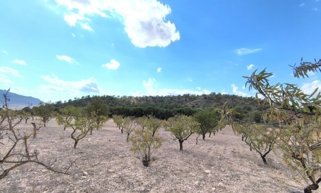 Land - Resale - Yecla - Yecla Centro