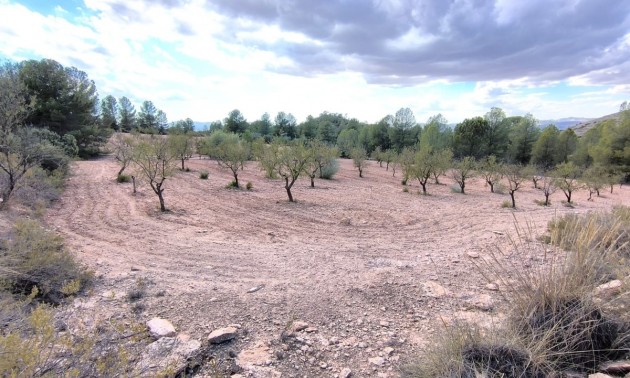 Land - Resale - Yecla - Yecla Centro