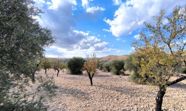 Land - Resale - Yecla - Yecla Centro