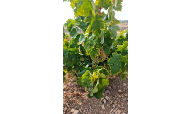 Land - zum Verkauf - Abanilla - Abanilla Centro