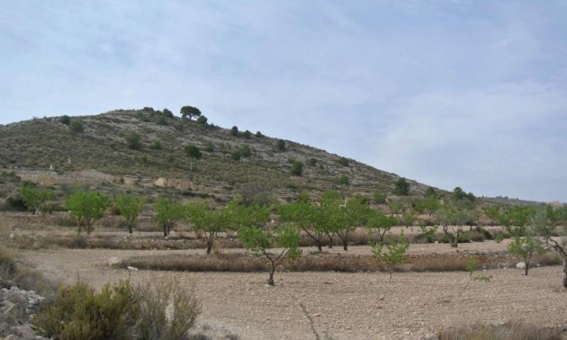 Land - zum Verkauf - Jumilla - Jumilla Centro