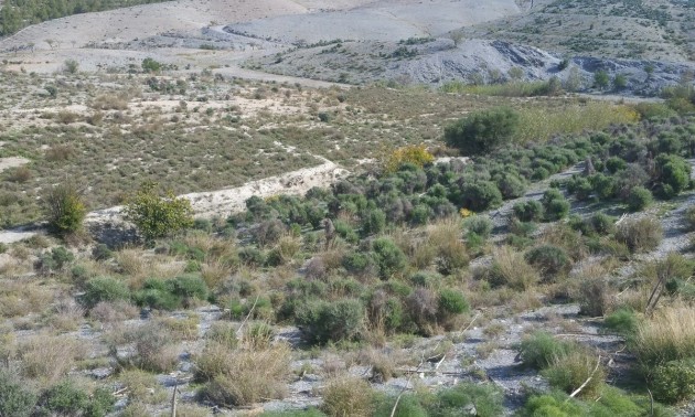 Land - zum Verkauf - Lorca - Lorca Centro