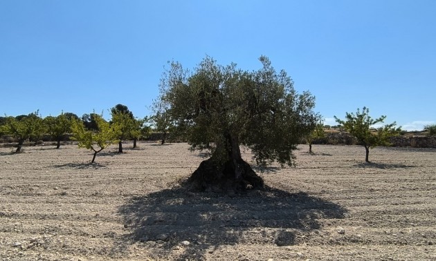 Land - zum Verkauf - Monóvar - Monòver - Monóvar - Monòver Centro