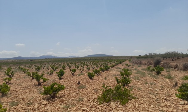 Land - zum Verkauf - Pinoso - Pinoso Centro