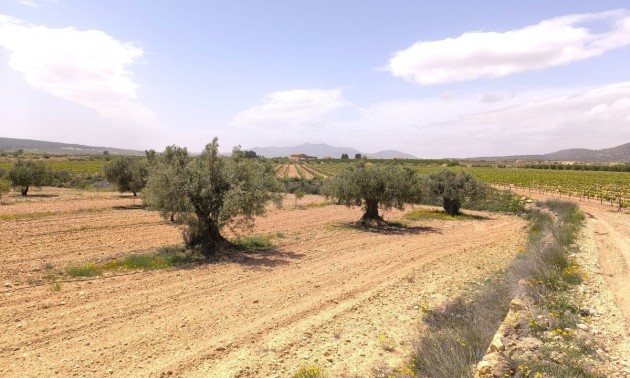 Land - zum Verkauf - Pinoso - Pinoso Centro