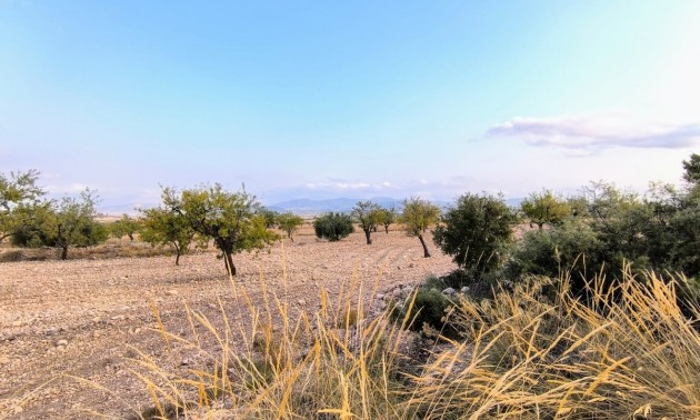 Land - zum Verkauf - Pinoso - Pinoso Centro