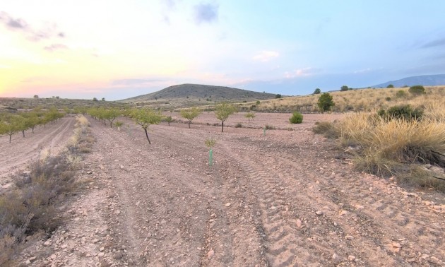 Land - zum Verkauf - Pinoso - Pinoso Centro