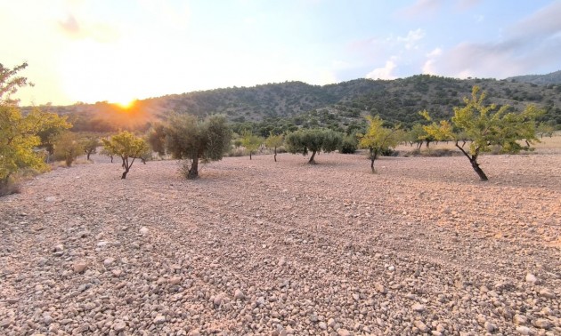 Land - zum Verkauf - Pinoso - Pinoso Centro
