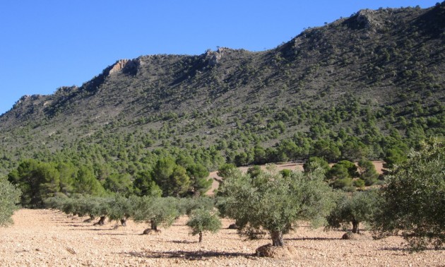 Land - zum Verkauf - Yecla - Yecla Centro