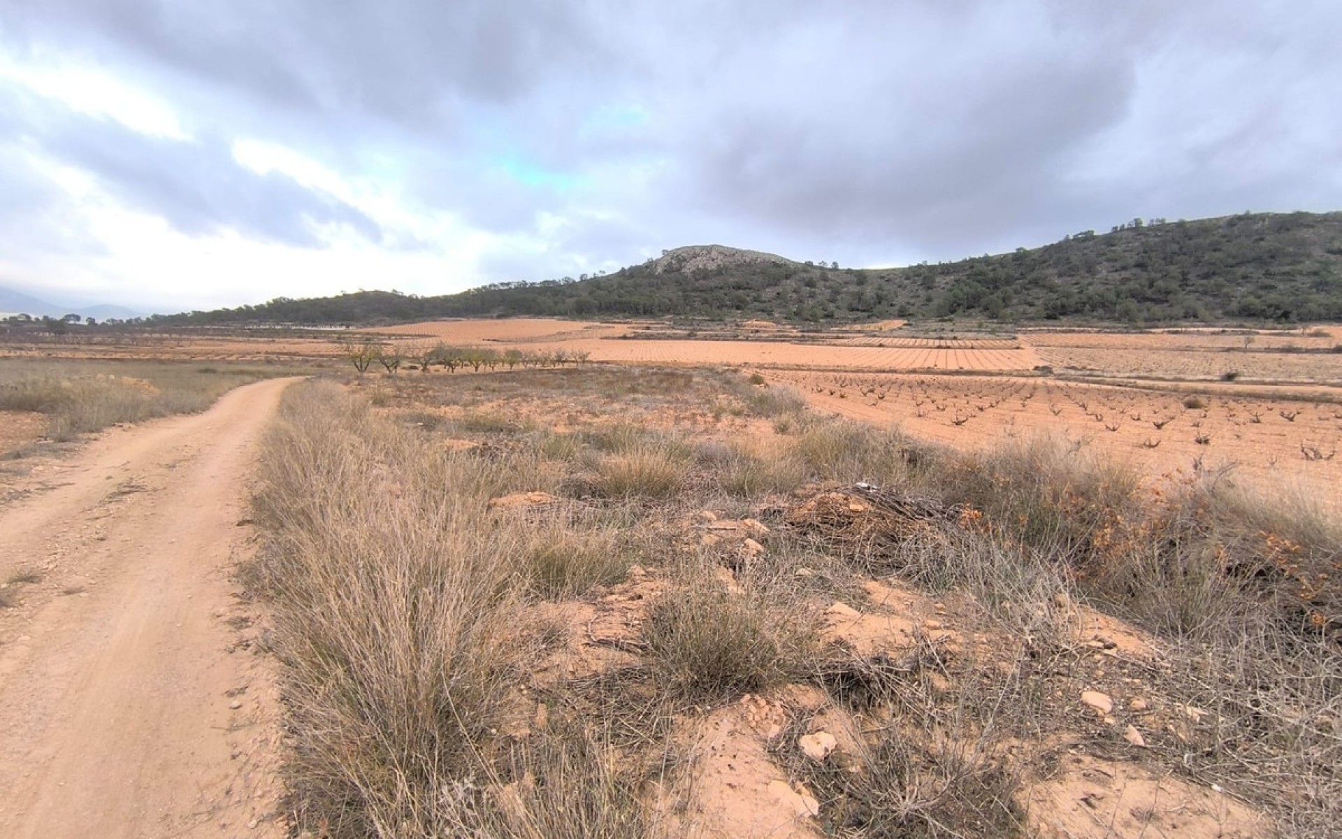  - Landa -  - La Solana