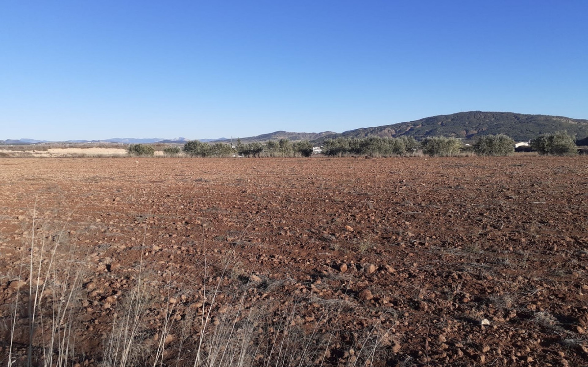  - Landa -  - Pinoso Centro