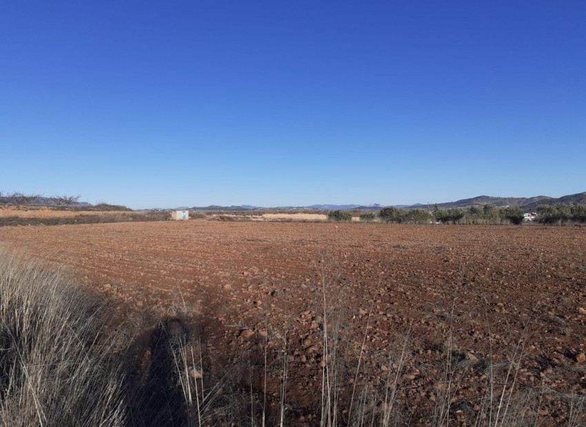  - Landa -  - Pinoso Centro