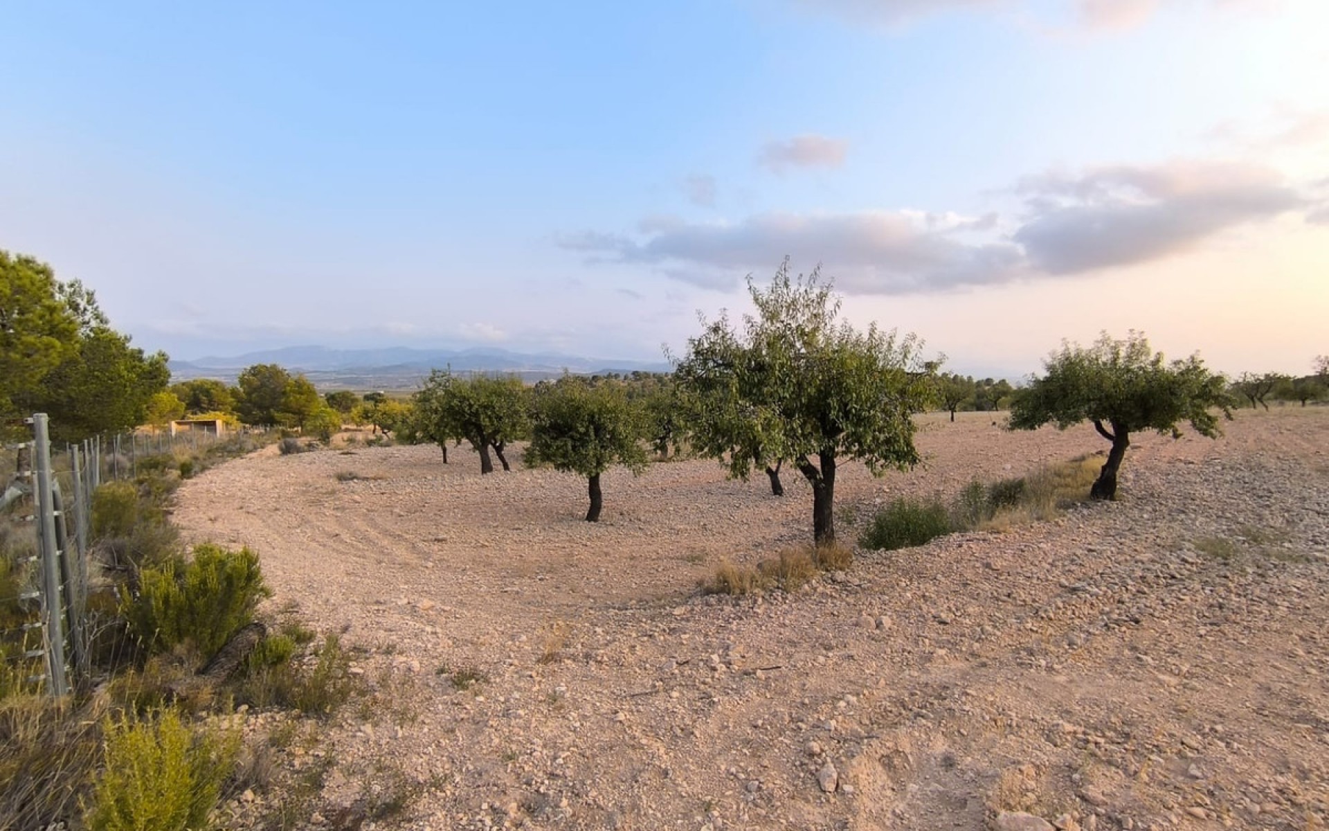  - Landa -  - Pinoso Centro