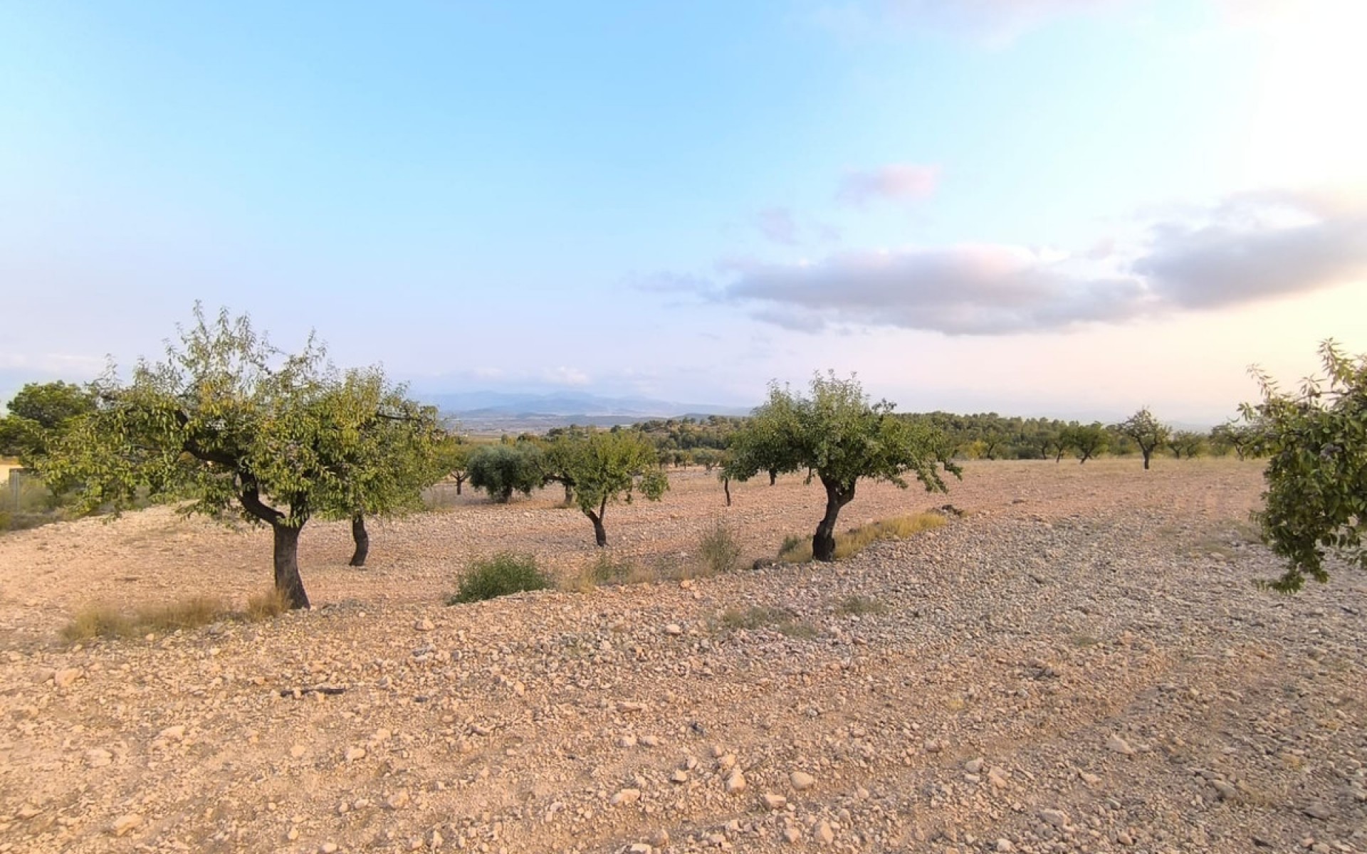  - Landa -  - Pinoso Centro