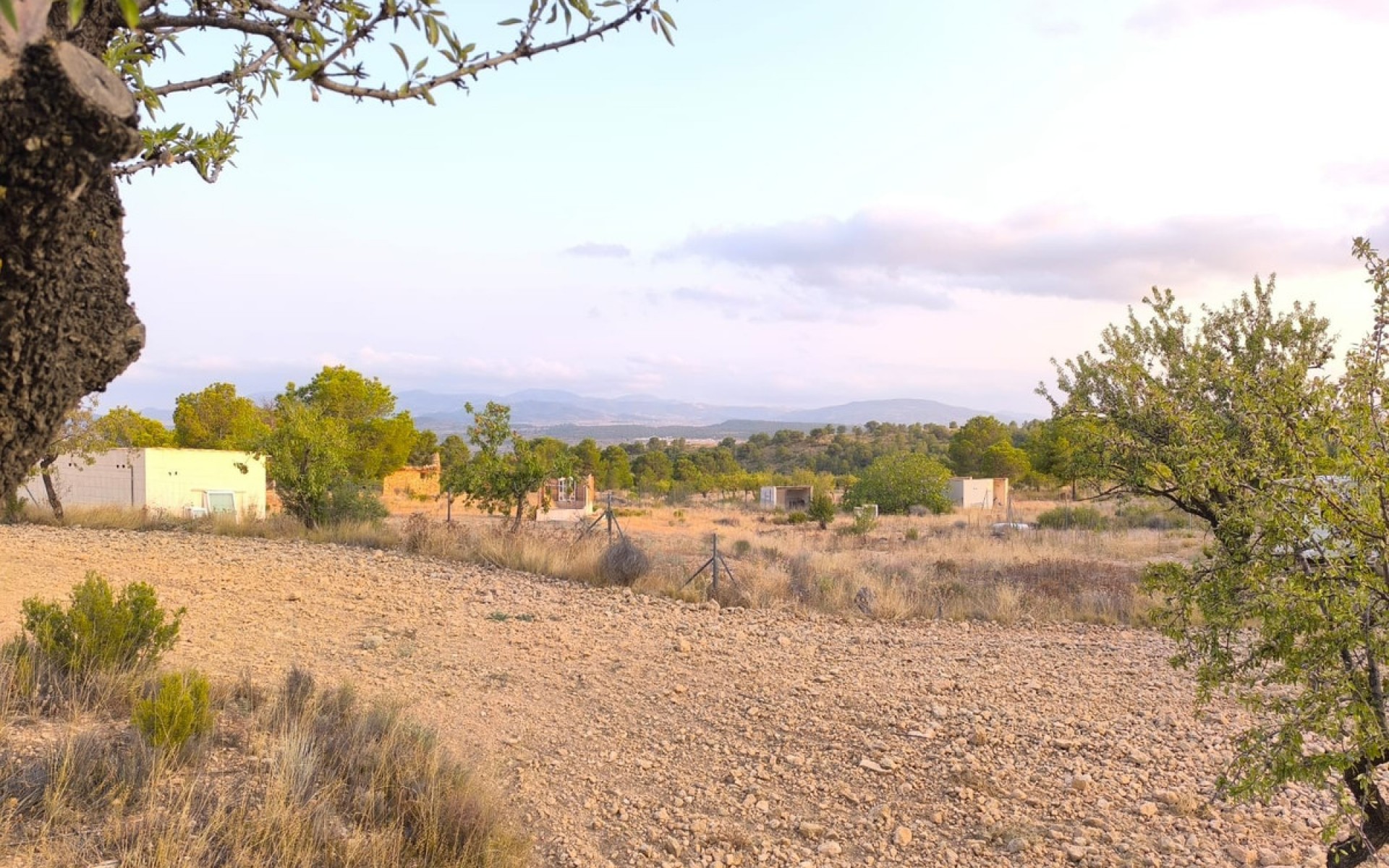  - Landa -  - Pinoso Centro