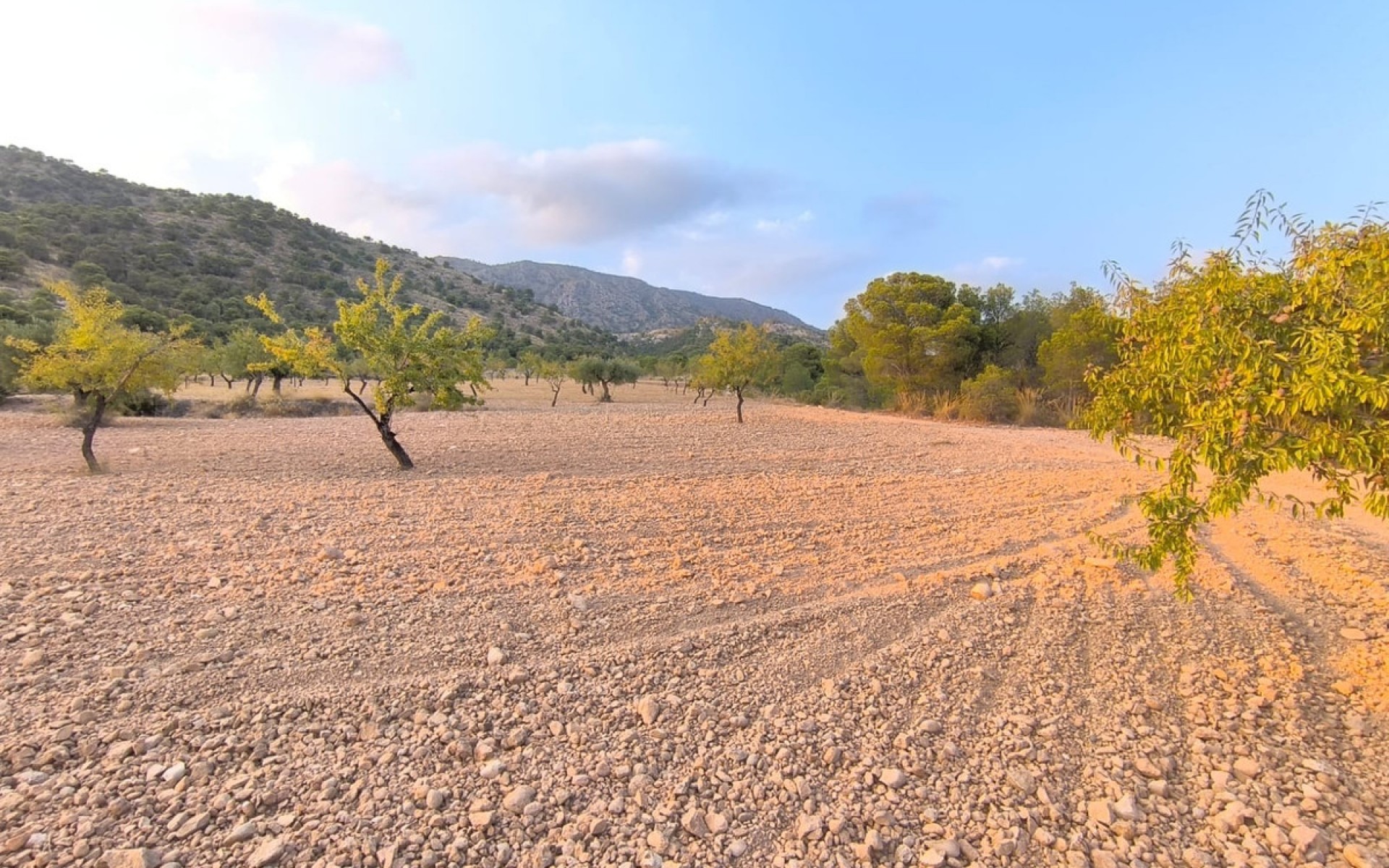  - Landa -  - Pinoso Centro